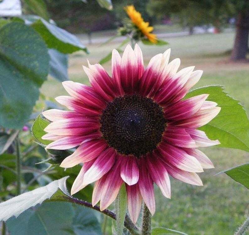 Green River 25 Cherry Rose Sunflower Seeds - Perennial Flower Seed Pack, Deep Red Blooms for Pollinator Gardens, Easy to Grow, Non-GMO for Outdoor Planting, Premium Heirloom Seeds