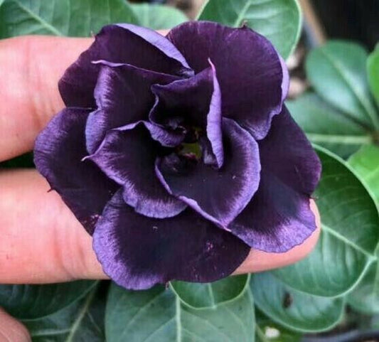 Green River 4 Dark Purple Desert Rose Seeds - Premium Exotic Succulent Flower Seeds for Indoor Pots Bonsai & Tropical Decor Drought-Tolerant, Easy to Grow Unique Trunk, Premium Seed Pack for Collectors