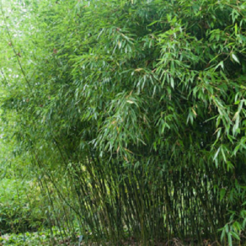 Green River 50 Bissetii Bamboo Seeds - Tall Bamboo Plant Seeds for Privacy Screens & Garden Landscaping – Premium Bamboo Seeds for Planting Outdoors or in Pots – Non-Invasive Fast-Growing Lawn Plants – Seeds for Gardening & More