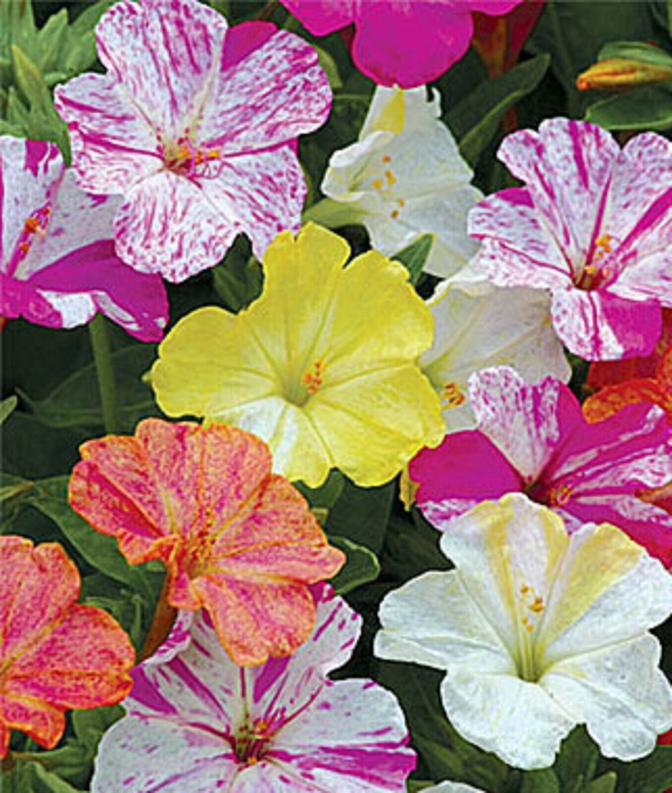 Green River Seeds 25 Striped Mix Four O'clock Flowers Seeds - Perennial Flower Seed Pack, Fragrant Night Blooming for Pollinator Gardens, Easy to Grow, Heirloom Seeds for Outdoor Planting, Cottage Garden Blend