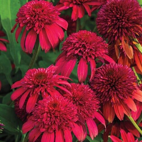 Green River 50 Double Cranberr Coneflower Seeds - Drought-Tolerant Decor Seeds for Pollinator Gardens, Perennial Blooms, Ideal for Summer Conditions