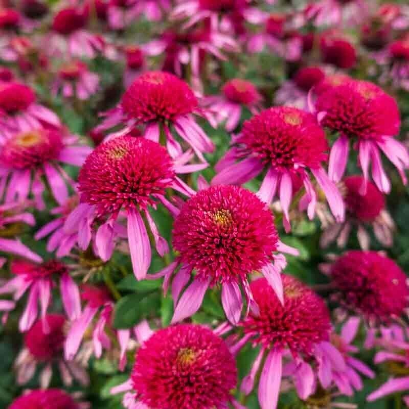 Green River 50 Bubble Gum Coneflower Seeds - Drought-Tolerant Decor Seeds for Pollinator Gardens, Perennial Blooms, Ideal for Summer Conditions