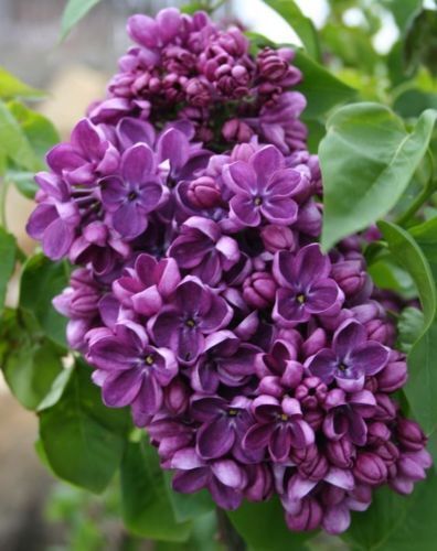 Green River 25 Purple Lilac Seeds - Fragrant Spring Bloomers for Garden & Decor Decoratives - Premium Seeds, Heirloom Variety for Pollinator Gardens