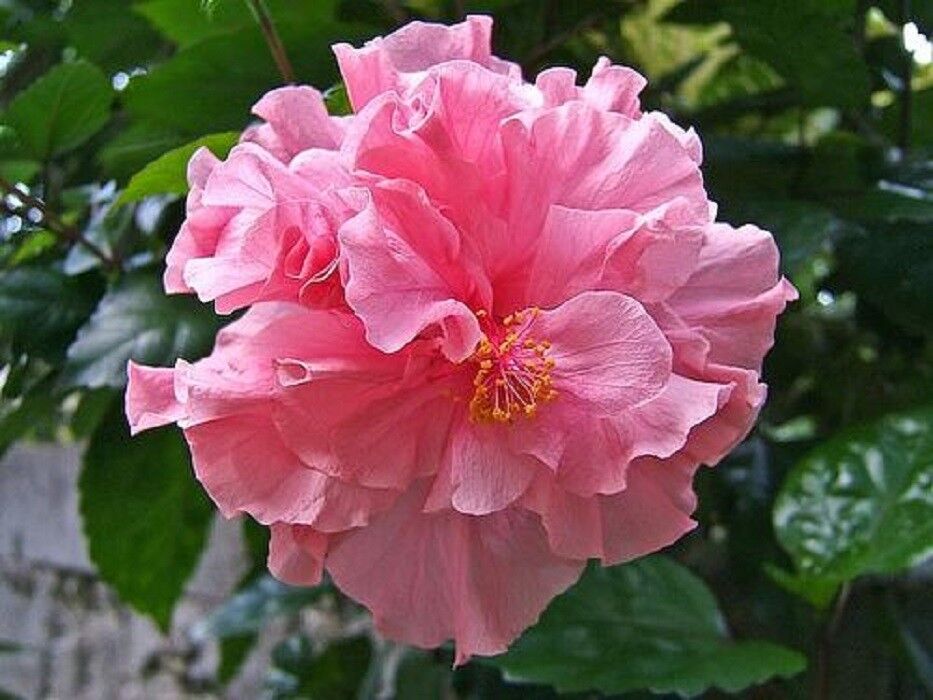 pink hibiscus flower seeds Green River 20 Double Pink Hibiscus Seeds