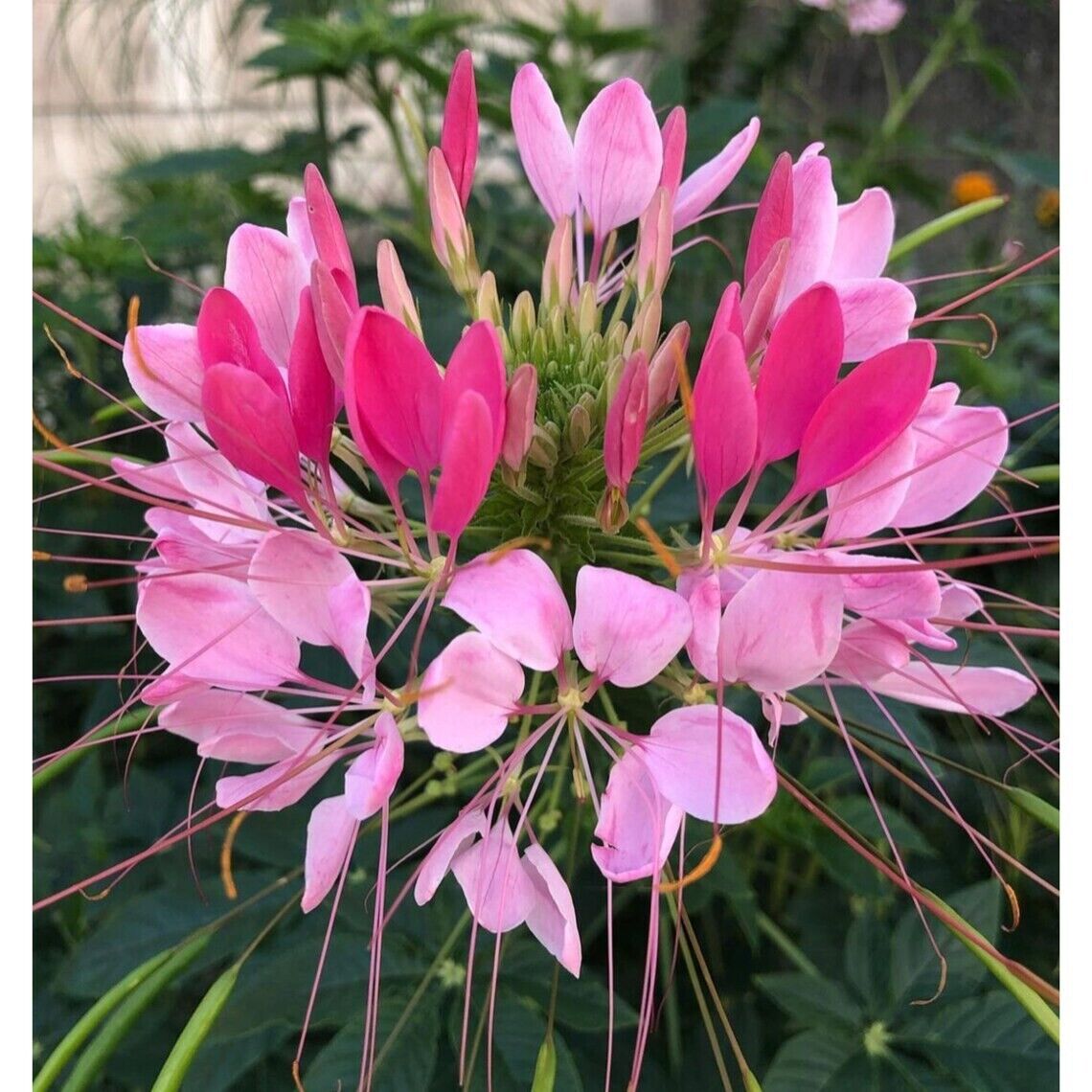 100 Candu Pink Spider Seeds Clome Spinosa Perennial 1169 US Seller Butterfly Bee
