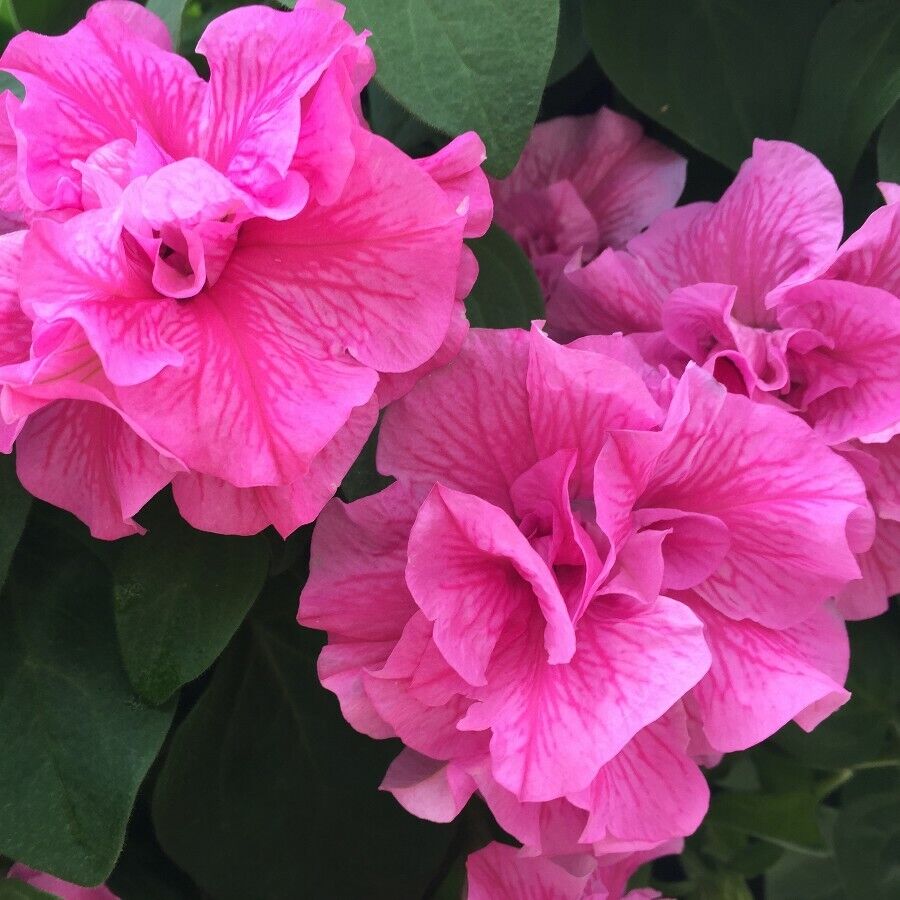 Green River 50 Double Pink Petunia Seeds - Decor Decoratives for Pots, Premium Seeds for Pots, Hanging Baskets & Flower Beds - Easy to Grow, Vibrant, Cascading Beauty - Full Sun, Spring to Fall Blooms