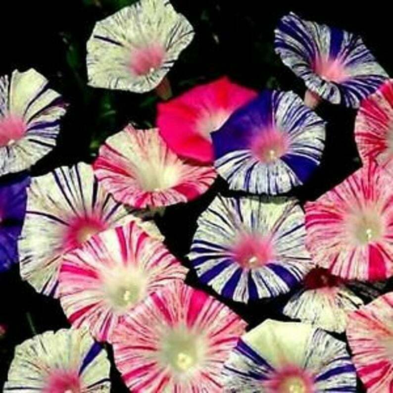 Green River 20 Carnival Mix Morning Glory Seeds- Flower Seed Pack, Climbing Vine, Full Sun Blooms, Annual-Perennial Mix, Pollinator Friendly, Premium Seeds for Trellis and Fences