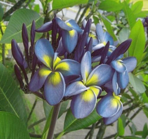 plumeria flower seeds Green River 5 Blue Yellow Plumeria Seeds