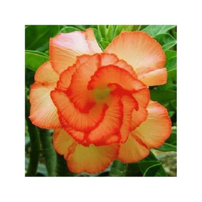 Green River 4 Orange Desert Rose Seeds - Premium Exotic Succulent Flower Seeds for Indoor Pots Bonsai & Tropical Decor Drought-Tolerant, Easy to Grow Unique Trunk, Premium Seed Pack for Collectors