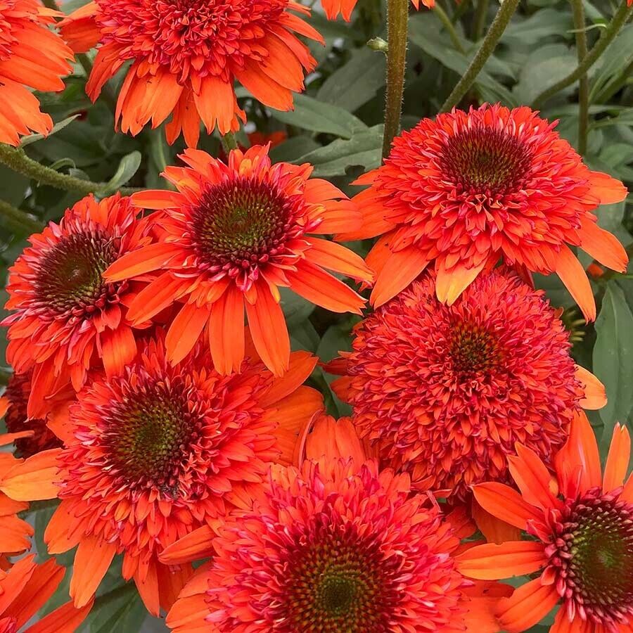 echinacea sombrero seeds Green River 50 Moab Sunset Coneflower Seeds