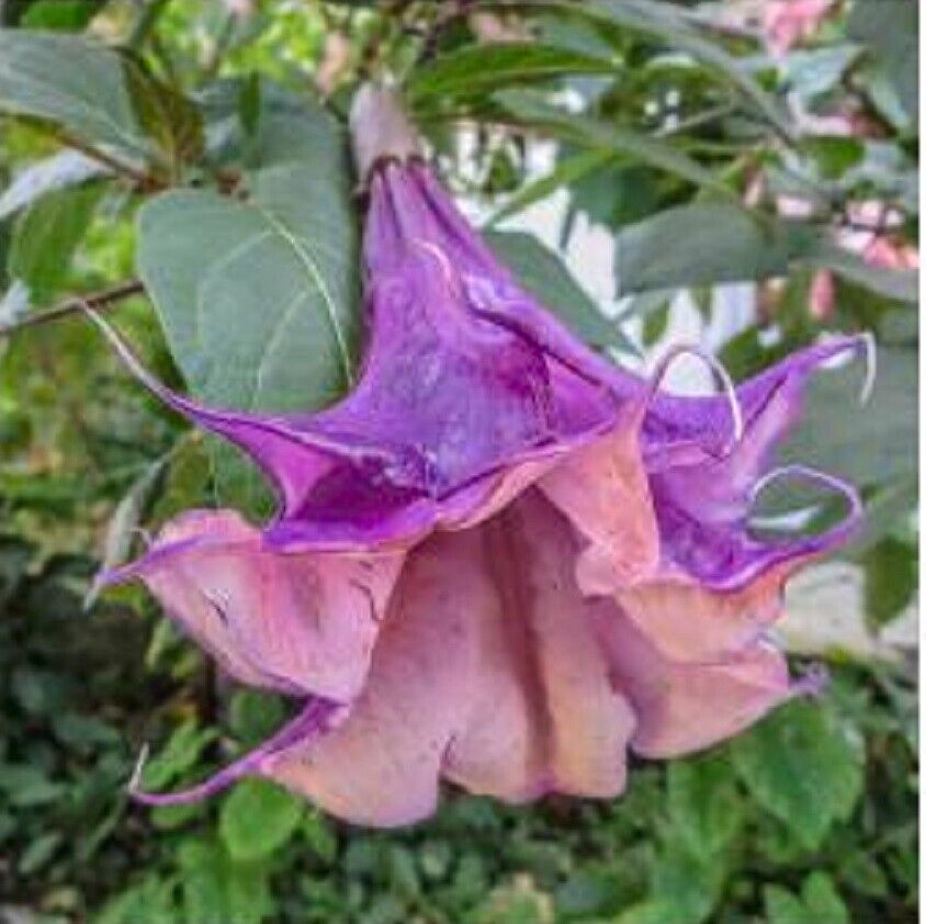 Green River Seeds 10 Sandra Cansa Angel Trumpet Seeds - Premium Brugmansia Flowers for Pots Patios & Cottage Gardens - Fast Growing Exotic Scented Blooms for Full Sun Zones