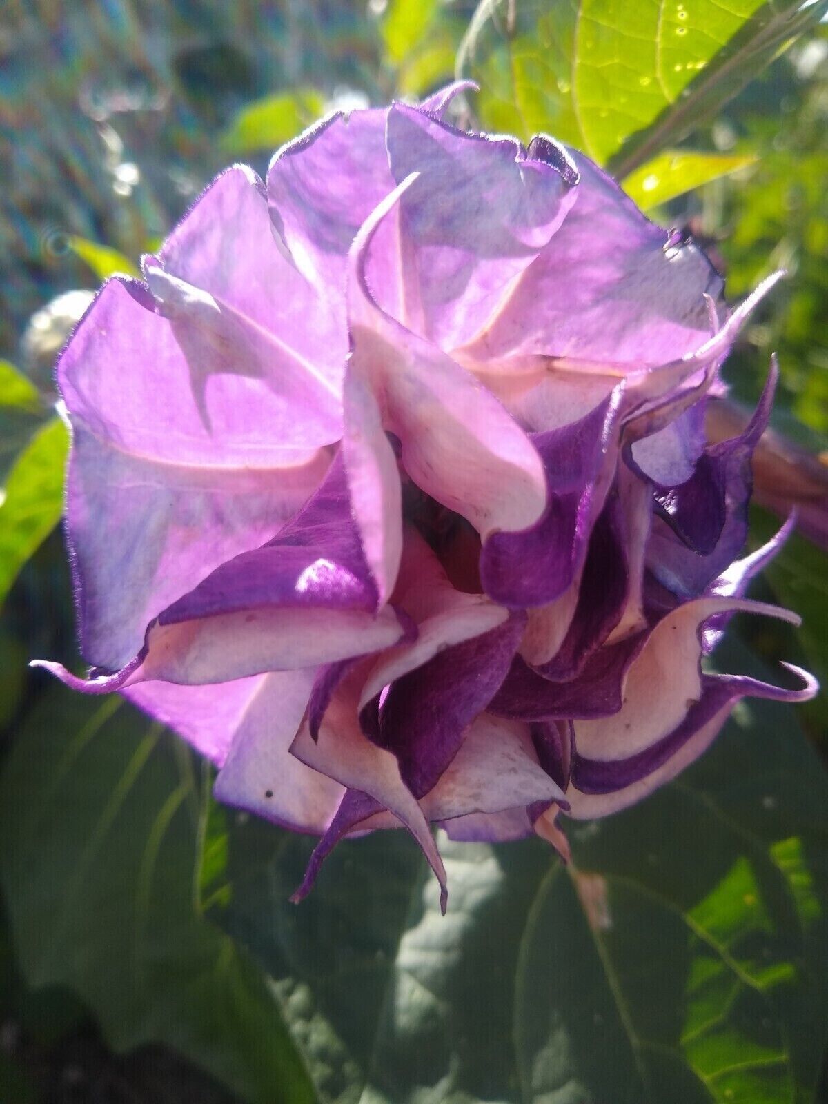 Green River Seeds 10 Double Orchid Rose Angel Trumpet Seeds - Premium Brugmansia Flowers for Pots Patios & Cottage Gardens - Fast Growing Exotic Scented Blooms for Full Sun Zones