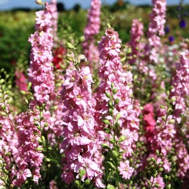 Green River 50 Pink Queen Delphinium Seeds - Flower Seed Pack, Perennial Delphinium Flower Seeds, Tall Spikes for Borders, Premium Garden Plant Seeds for Planting