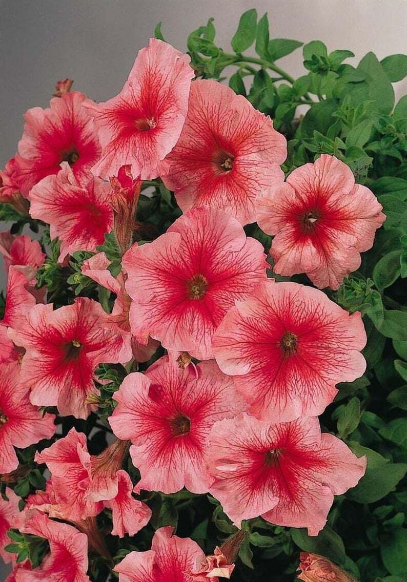 Green River 50 Bi Color Pink Petunia Seeds - Decor Decoratives for Pots, Premium Seeds for Pots, Hanging Baskets & Flower Beds - Easy to Grow, Vibrant, Cascading Beauty - Full Sun, Spring to Fall Blooms