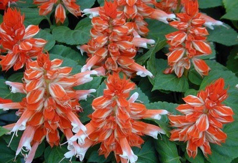 Green River 50 Orange White Salvia Seeds - Vibrant Perennial Flower Seeds for Borders & Pollinator Gardens, Drought-Tolerant, Butterfly Magnet, All Seasons, Bag, Partial Sun