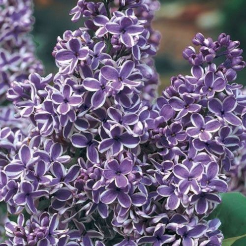 Green River 25 Purple White Lilac Seeds - Fragrant Spring Bloomers for Garden & Decor Decoratives - Premium Seeds, Heirloom Variety for Pollinator Gardens