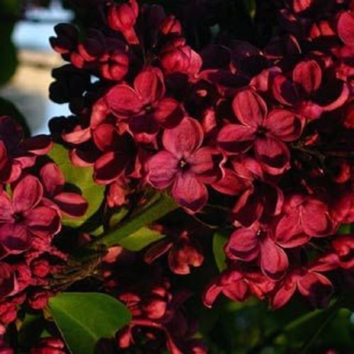Green River 25 Red Lilac Seeds - Fragrant Spring Bloomers for Garden & Decor Decoratives - Premium Seeds, Heirloom Variety for Pollinator Gardens
