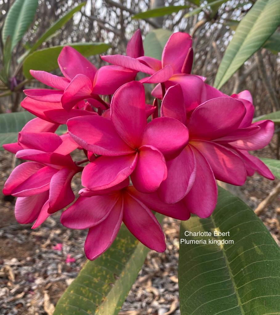 Green River 5 Charlotte Ebert Plumeria Seeds - Flower Seed Pack, Premium Tropical Blooms, Fragrant Perennial Plants for Garden Charm, Ideal for Leis and Containers