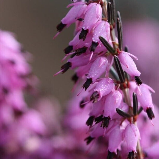 Green River 25 Purple Blac Bleeding Heart Seeds Premium Flower Seeds for Shade Gardens & Containers Climbing Perennial Heart Seed Flowers Butterfly Friendly Low Maintenance