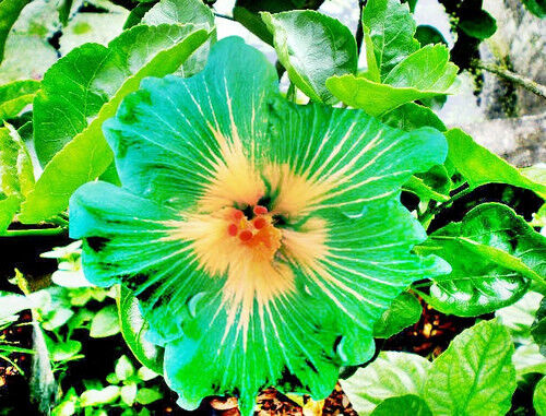 Green River 20 Green Yellow Hibiscus Seeds - Premium Perennial Flower Seeds Pack for Tropical & Pollinator Gardens, Hardy Outdoor Seeds for Full Sun & Well-Drained Soil, Vibrant Garden Blooms Attracting Butterflies & Hummingbirds