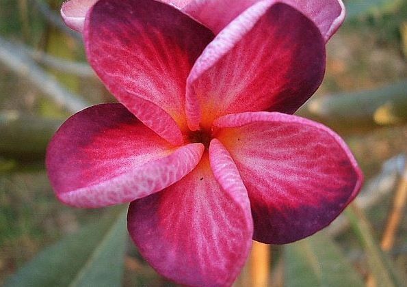 Green River 5 Bright Pink Purple Plumeria Seeds - Flower Seed Pack, Premium Tropical Blooms, Fragrant Perennial Plants for Garden Charm, Ideal for Leis and Containers