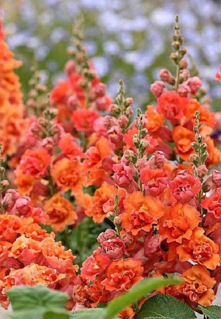 hollyhock seed to flower Green River 25 Bright Orange Hollyhock Seeds