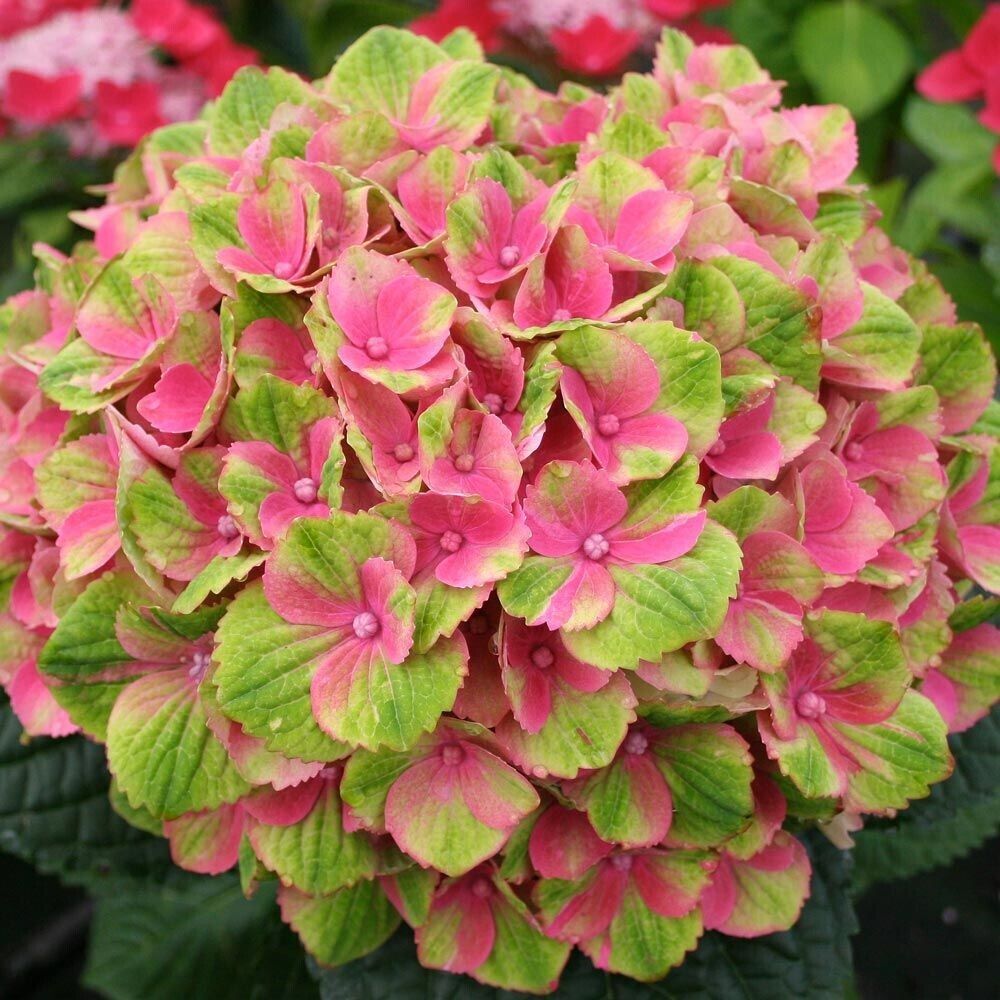 Green River 5 Amethyst Hydrangea Seeds – Premium Flower Seeds for Elegant Cottage Gardens, Patios & Borders – Rare Perennial Bush with Bold Summer Blooms – Hydrangea Limelight Seeds, Premium Seed Pack for Planting & Growing Beauty