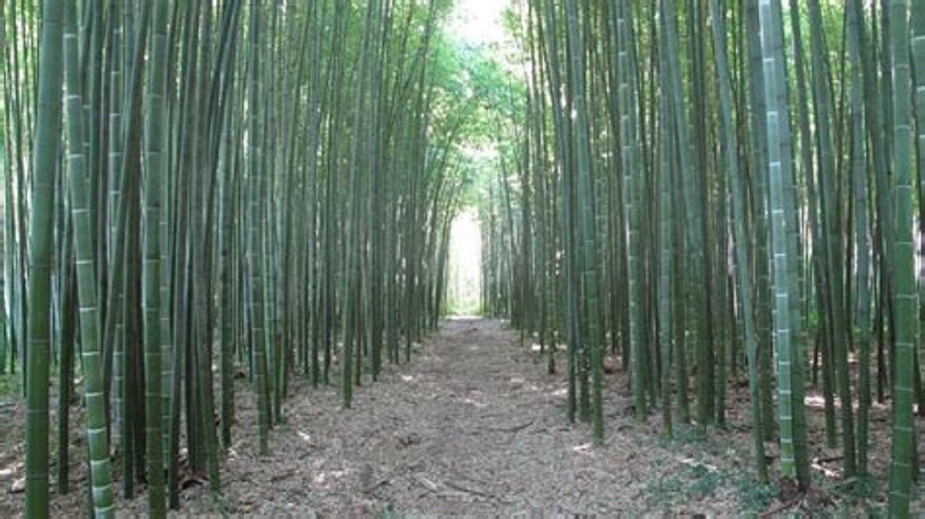 Green River 50 Moso Bamboo Seeds - Tall Bamboo Plant Seeds for Privacy Screens & Garden Landscaping – Premium Bamboo Seeds for Planting Outdoors or in Pots – Non-Invasive Fast-Growing Lawn Plants – Seeds for Gardening & More