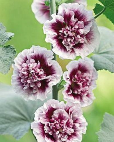 Green River 25 Double Purple Hollyhock Seeds - Flower Seed Pack, Tall Perennial Blooms, Cottage Garden Plants for Borders, Premium Seeds for Planting, Pollinator Friendly Flowers