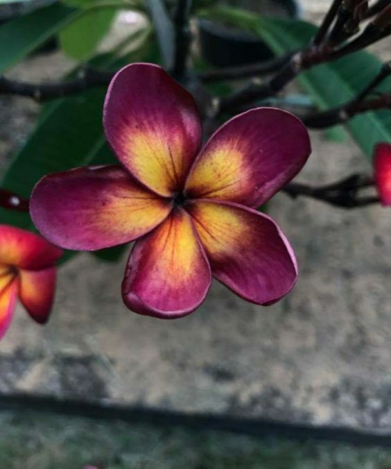 Green River 5 Dark Purple Yellow Plumeria Seeds - Flower Seed Pack, Premium Tropical Blooms, Fragrant Perennial Plants for Garden Charm, Ideal for Leis and Containers