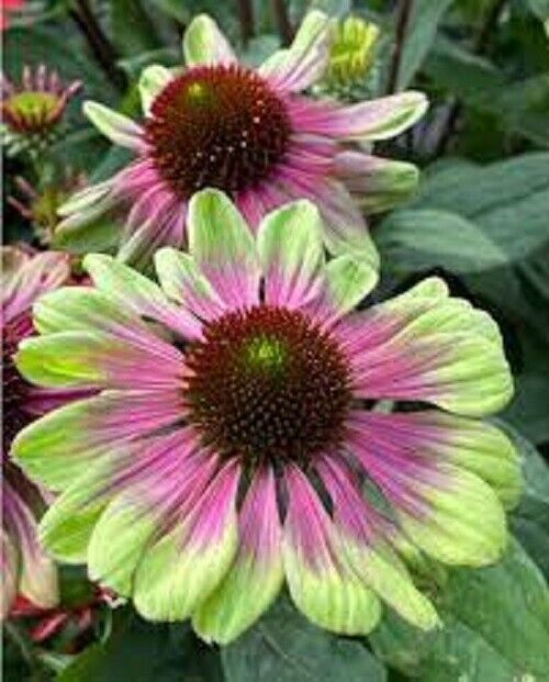 Green River 50 Pink Green Coneflower Seeds - Drought-Tolerant Decor Seeds for Pollinator Gardens, Perennial Blooms, Ideal for Summer Conditions