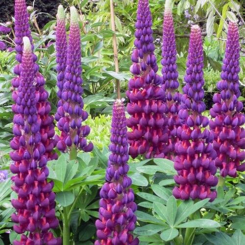 Green River 25 Masterpiece Lupine Seeds - Vibrant Spiky Blooms, Fast Growing Perennials, Premium Seeds, Decor Decoratives Thrives in Cool Climates, Spring Full Sun