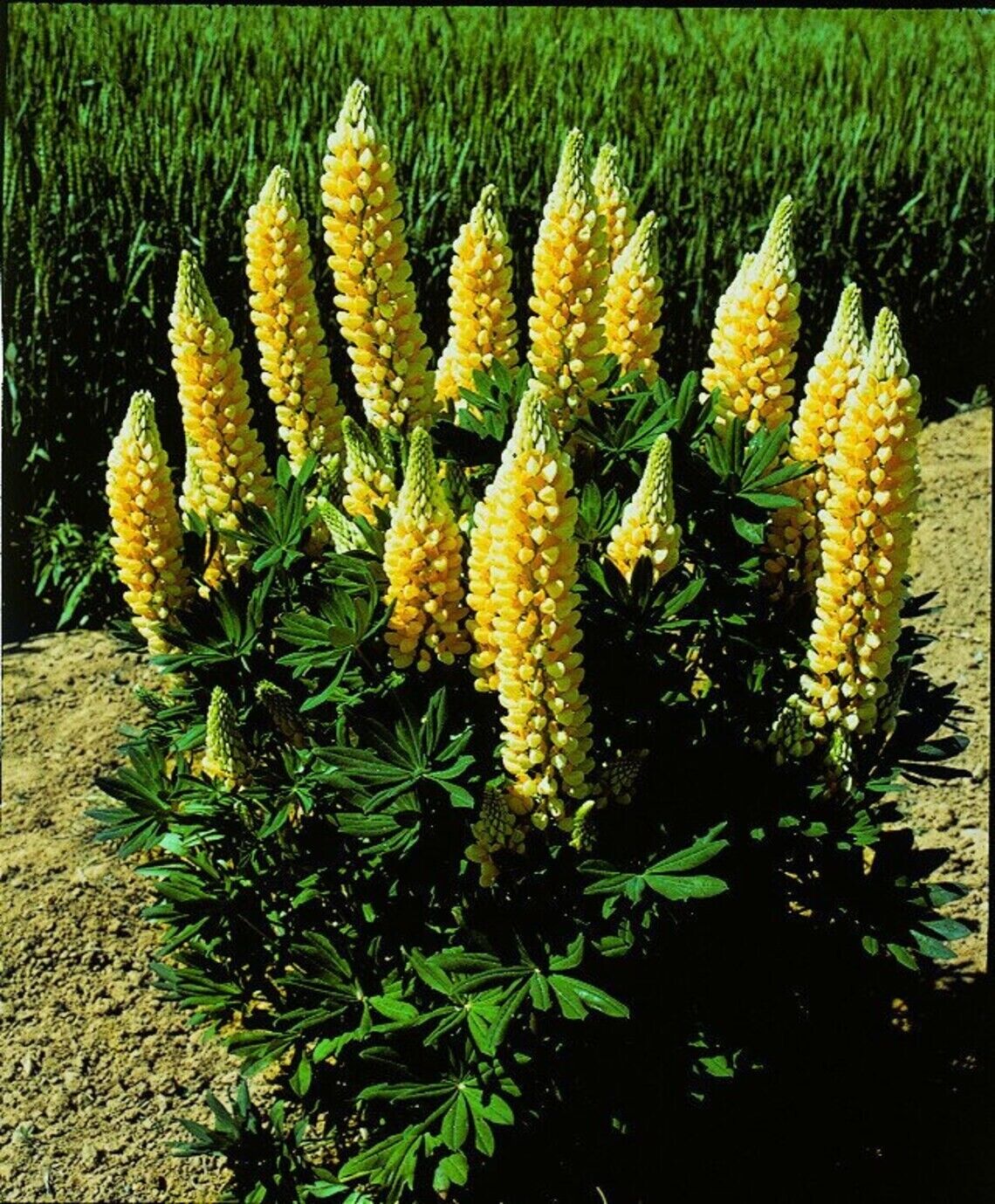 Green River 25 Popsicle Yellow Lupine Seeds - Vibrant Spiky Blooms, Fast Growing Perennials, Premium Seeds, Decor Decoratives Thrives in Cool Climates, Spring Full Sun