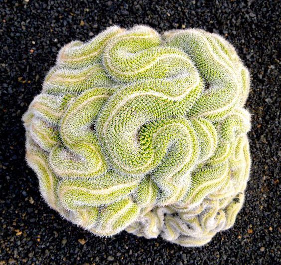 types of brain cactus 10 Green Brain Cactus Seeds Heat Rare Succulents Flower Desert 287 US – Green River Seeds