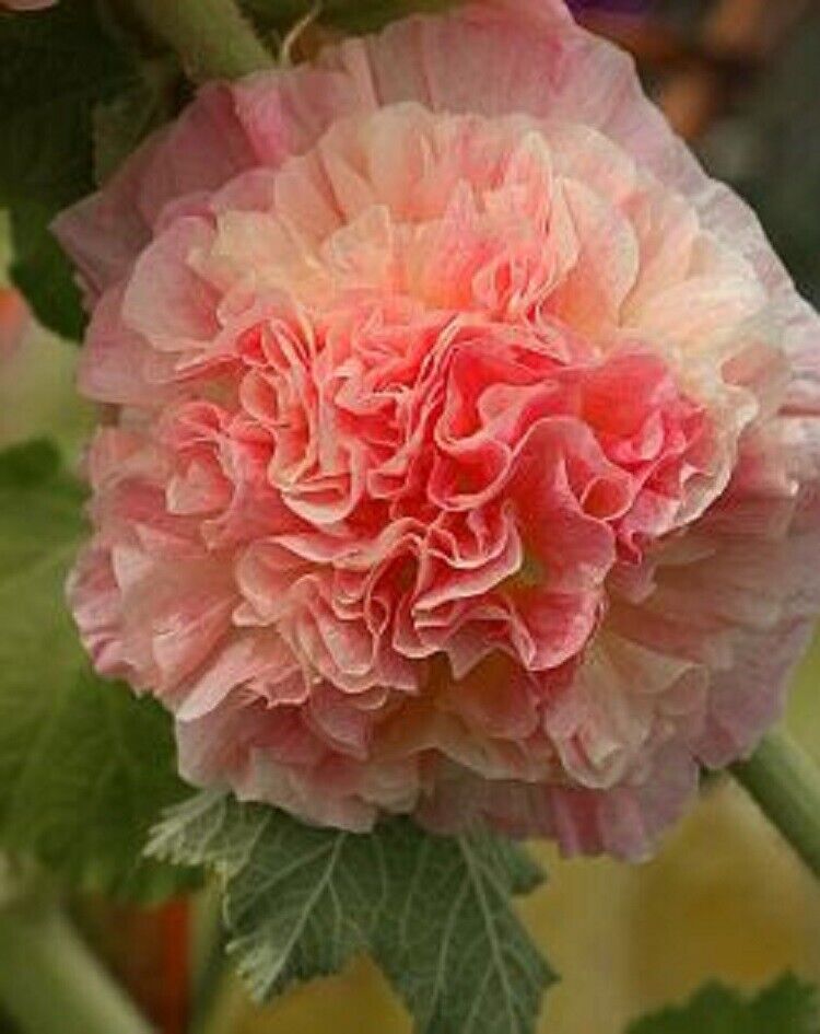 Green River 25 Double Orange Hollyhock Seeds - Flower Seed Pack, Tall Perennial Blooms, Cottage Garden Plants for Borders, Premium Seeds for Planting, Pollinator Friendly Flowers