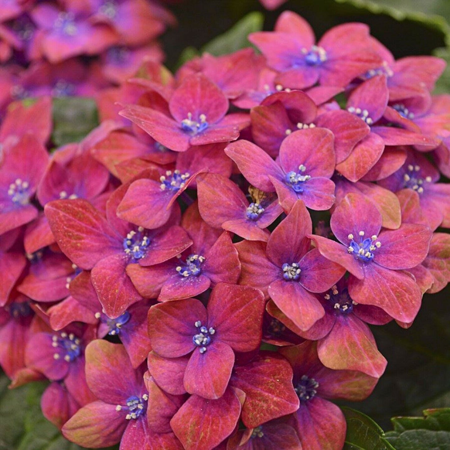 Green River 5 Pink Blue Hydrangea Seeds – Premium Flower Seeds for Elegant Cottage Gardens, Patios & Borders – Rare Perennial Bush with Bold Summer Blooms – Hydrangea Limelight Seeds, Premium Seed Pack for Planting & Growing Beauty
