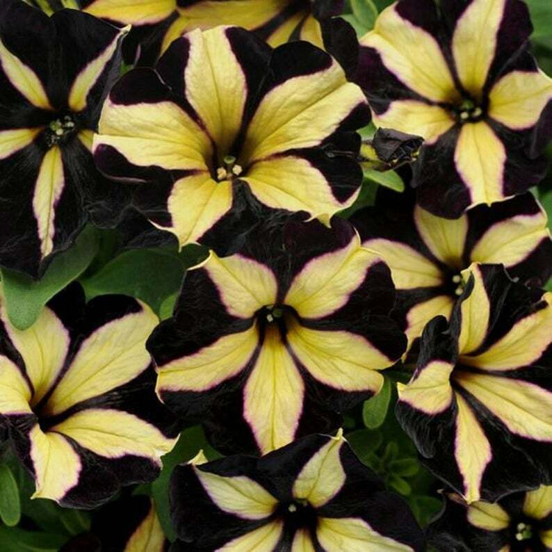 Green River 50 Black Yellow Petunia Seeds - Decor Decoratives for Pots, Premium Seeds for Pots, Hanging Baskets & Flower Beds - Easy to Grow, Vibrant, Cascading Beauty - Full Sun, Spring to Fall Blooms