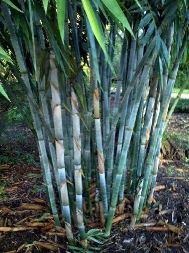 Green River 50 Blue Bamboo Seeds - Tall Bamboo Plant Seeds for Privacy Screens & Garden Landscaping – Premium Bamboo Seeds for Planting Outdoors or in Pots – Non-Invasive Fast-Growing Lawn Plants – Seeds for Gardening & More