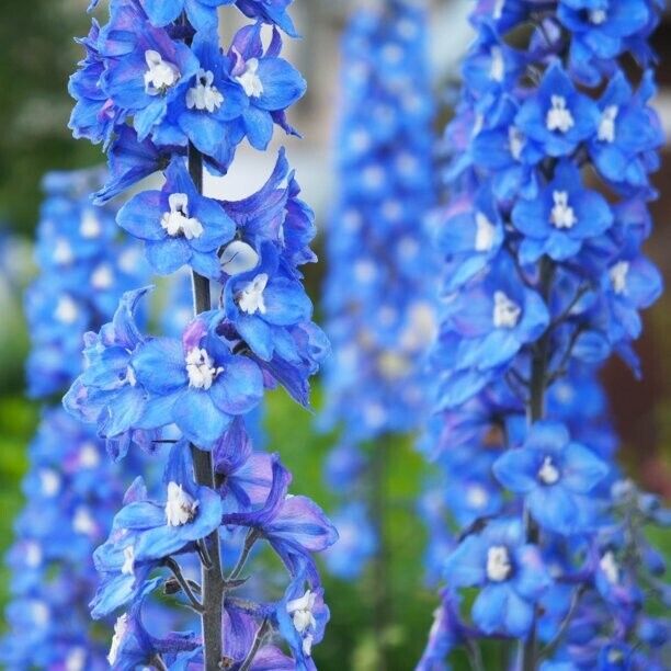 Green River 50 Blue Bird Delphinium Seeds - Flower Seed Pack, Perennial Delphinium Flower Seeds, Tall Spikes for Borders, Premium Garden Plant Seeds for Planting