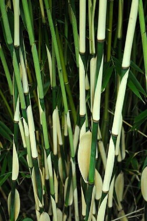 Green River 50 Fargesia Bamboo Seeds - Tall Bamboo Plant Seeds for Privacy Screens & Garden Landscaping – Premium Bamboo Seeds for Planting Outdoors or in Pots – Non-Invasive Fast-Growing Lawn Plants – Seeds for Gardening & More
