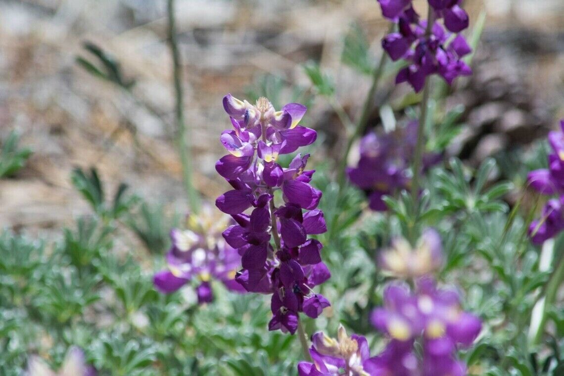Green River 25 Grape Soda Lupine Seeds - Vibrant Spiky Blooms, Fast Growing Perennials, Premium Seeds, Decor Decoratives Thrives in Cool Climates, Spring Full Sun