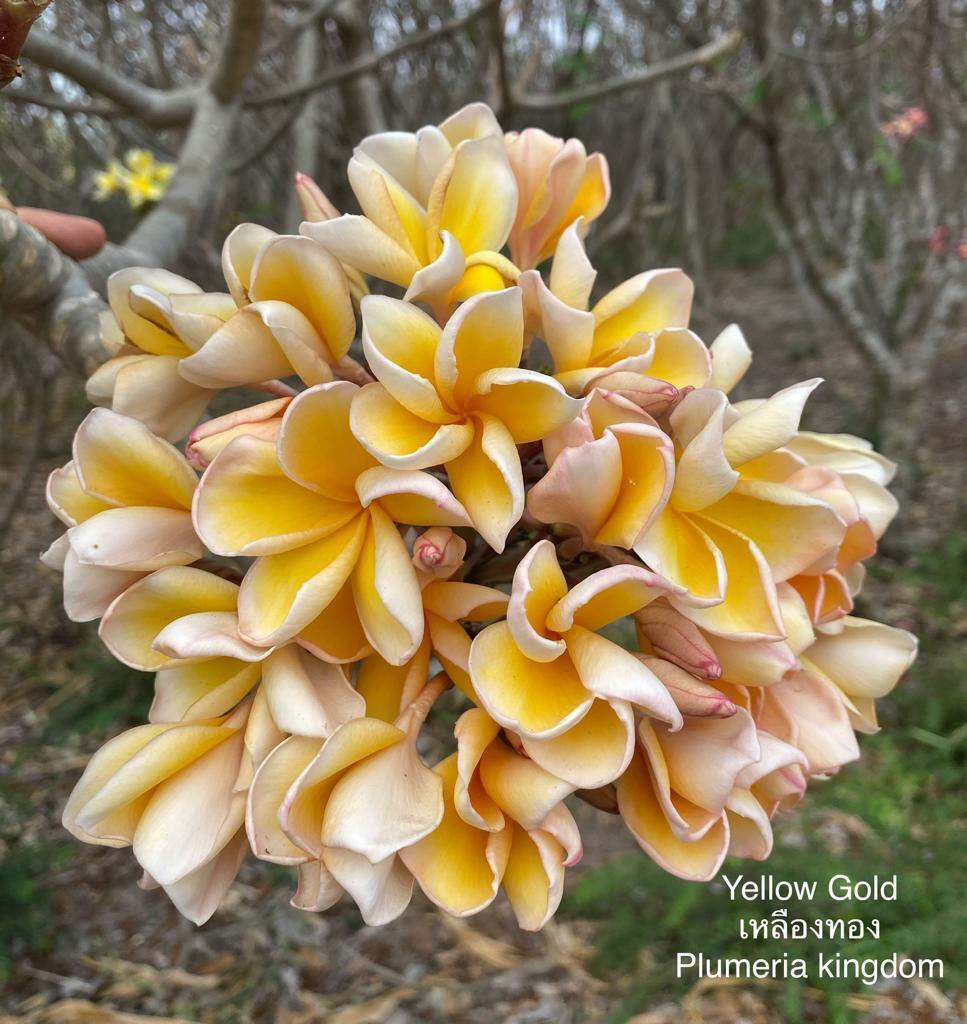 golden flower seeds Green River 5 Yellow Gold Plumeria Seeds