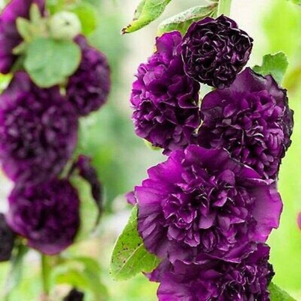 Green River 25 Double Dark Purple Hollyhock Seeds - Flower Seed Pack, Tall Perennial Blooms, Cottage Garden Plants for Borders, Premium Seeds for Planting, Pollinator Friendly Flowers