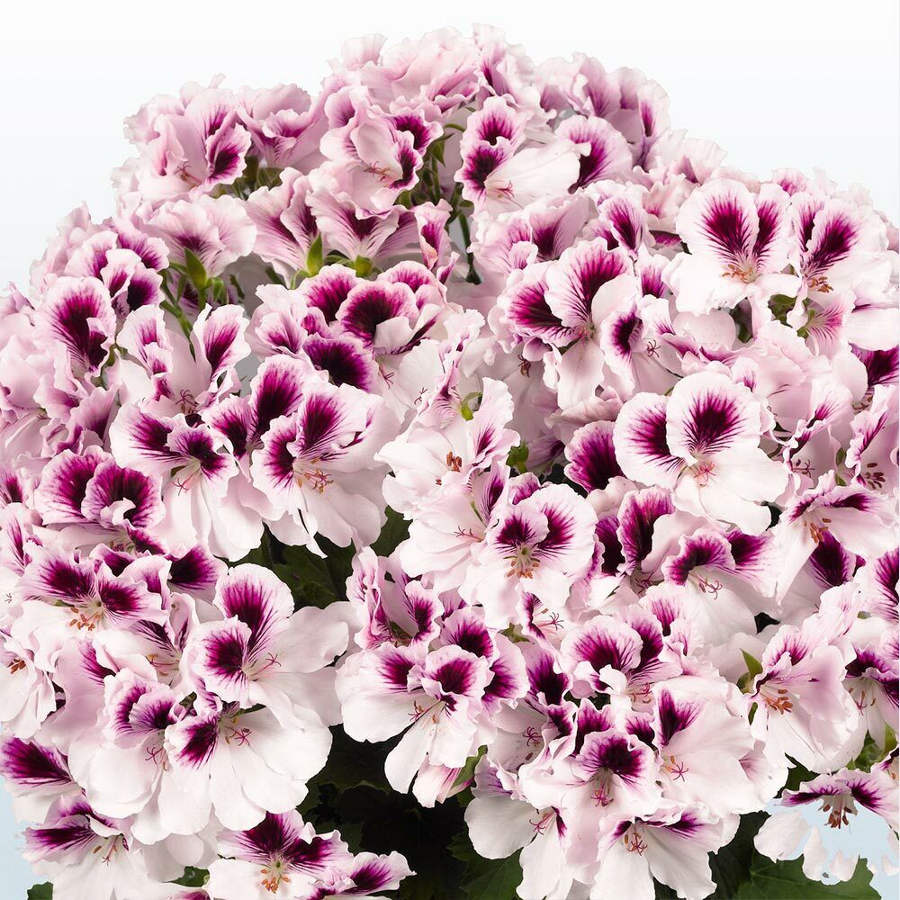 Green River 10 White Purple Geranium Seeds - Decor Decoratives for Garden & Container Gardening & Balcony Decor - Long Blooming, Pollinator Friendly, Compact Growth, All Seasons Use