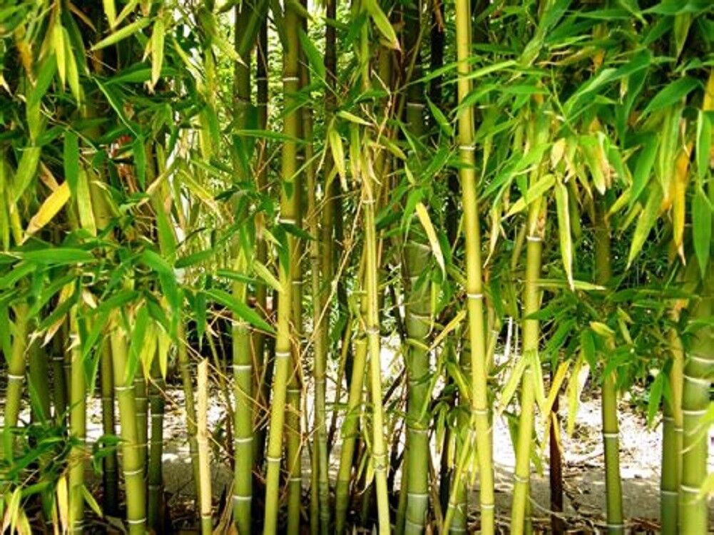 planting bamboo from seed Green River 50 Yellow Bamboo Seeds