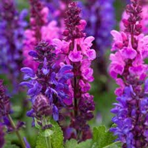 50 Pink Purple Salvia Seeds Flower Seed Perennial Flowers Hummingbird 783 USA