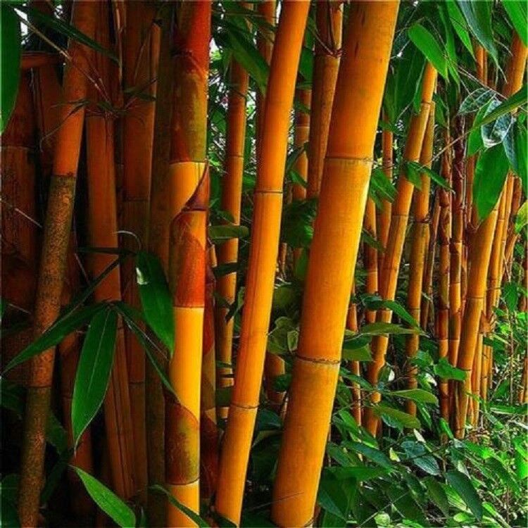Green River 50 Orange Bamboo Seeds - Tall Bamboo Plant Seeds for Privacy Screens & Garden Landscaping – Premium Bamboo Seeds for Planting Outdoors or in Pots – Non-Invasive Fast-Growing Lawn Plants – Seeds for Gardening & More