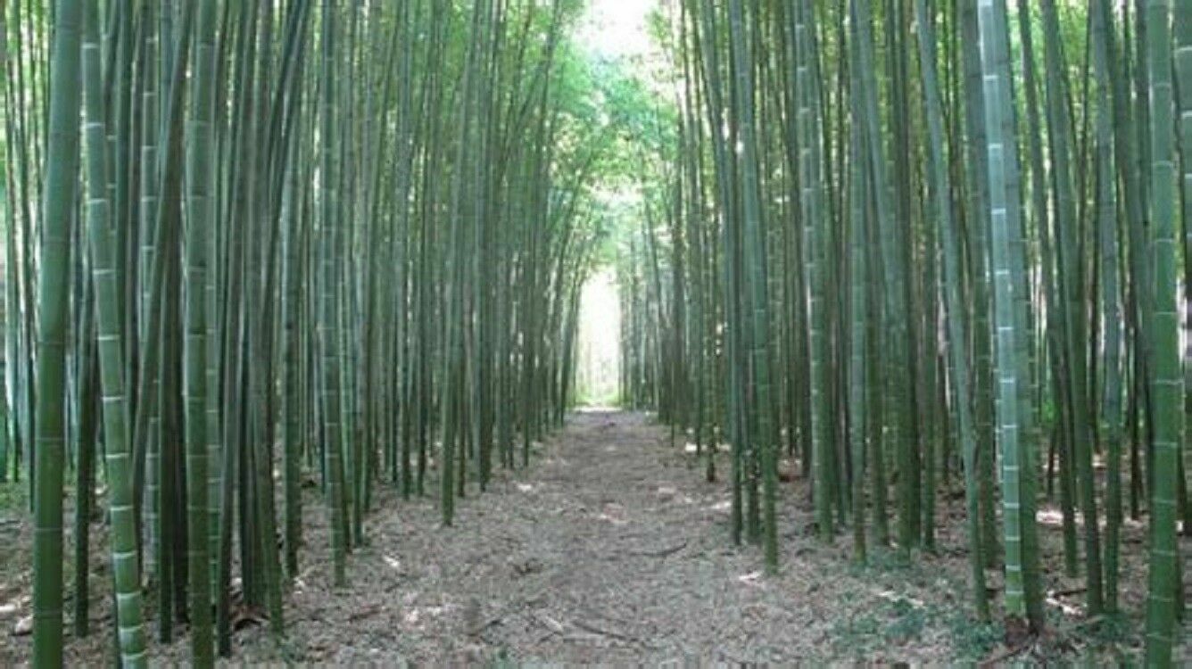 Green River 50 Moso Bamboo Seeds - Tall Bamboo Plant Seeds for Privacy Screens & Garden Landscaping – Premium Bamboo Seeds for Planting Outdoors or in Pots – Non-Invasive Fast-Growing Lawn Plants – Seeds for Gardening & More