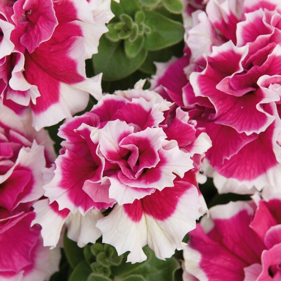 flower seeds petunias Green River 50 Double Pink White Petunia Seeds