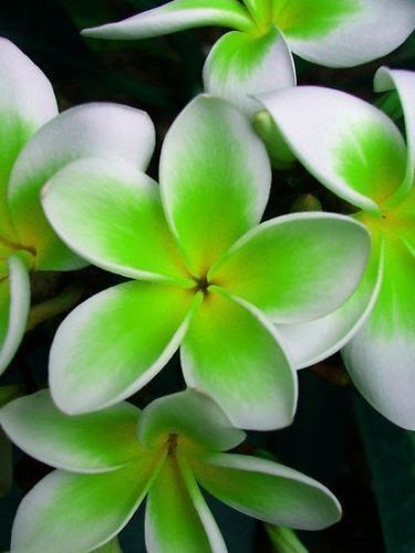 Green River 5 Green White Plumeria Seeds - Flower Seed Pack, Premium Tropical Blooms, Fragrant Perennial Plants for Garden Charm, Ideal for Leis and Containers